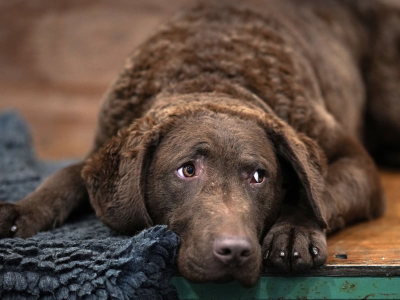 Two dogs rescued from a shipwreck in Maryland in 1807 are the descendents of the modern Chesapeake Bay Retrievers. Called Sailor and Canton, they bred with local dogs and the rest is history.