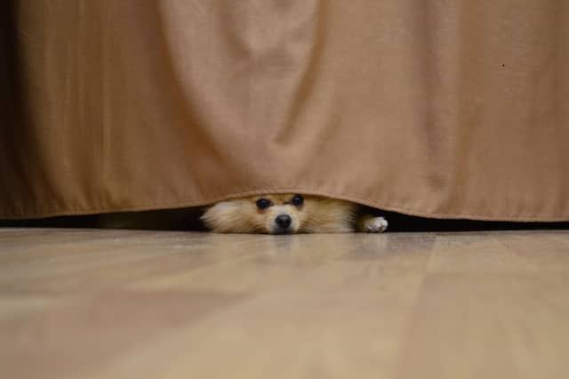 Some dogs are more shy and nervous than others.