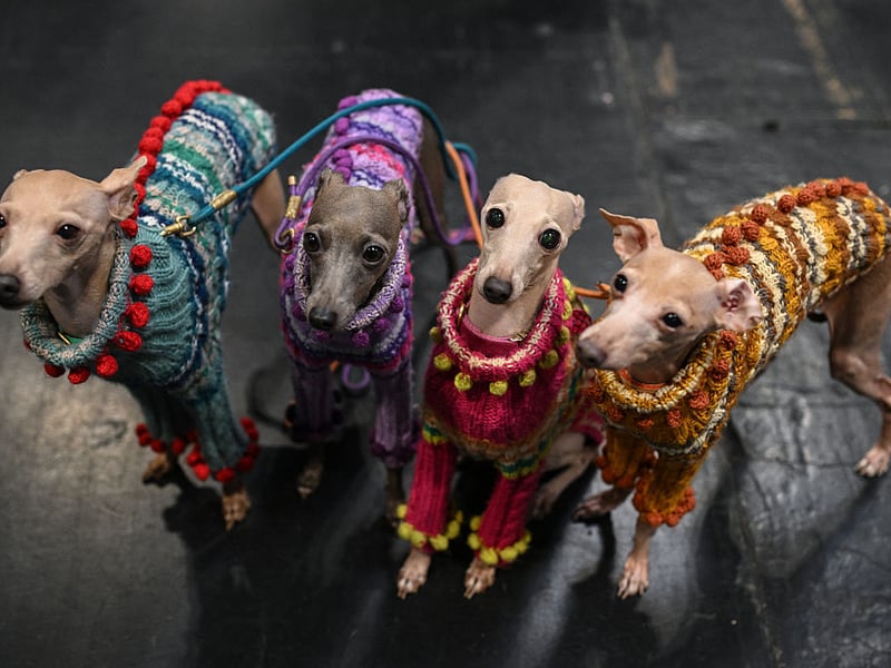 Italian Greyhounds are delicate wee dogs that are suspicious of strangers and really don't get on well in loud environments. This is a breed that just wants a quiet life with its beloved owner.