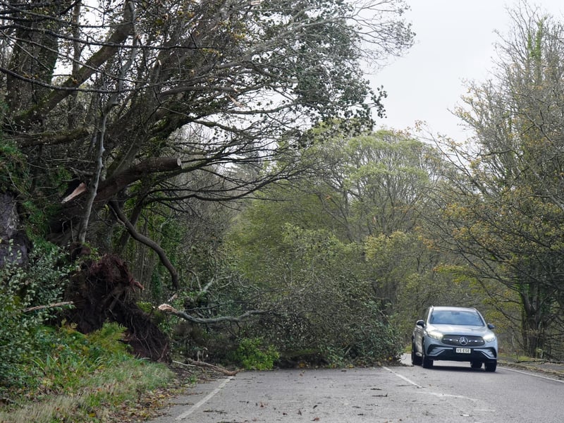 A fallen tree on Cloch Road near Inverkip