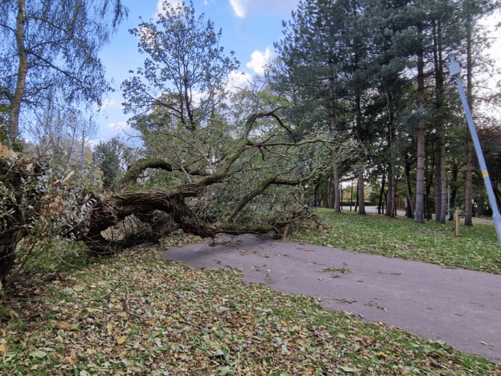 A fallen tree in Stanley Park