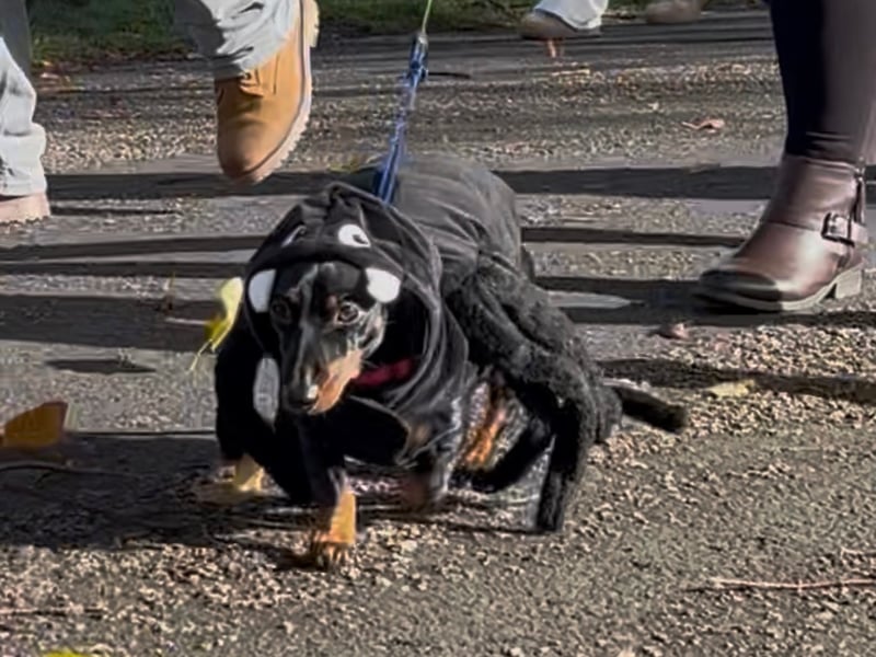Dachshunds descended on the Quarry in Shrewsbury once again