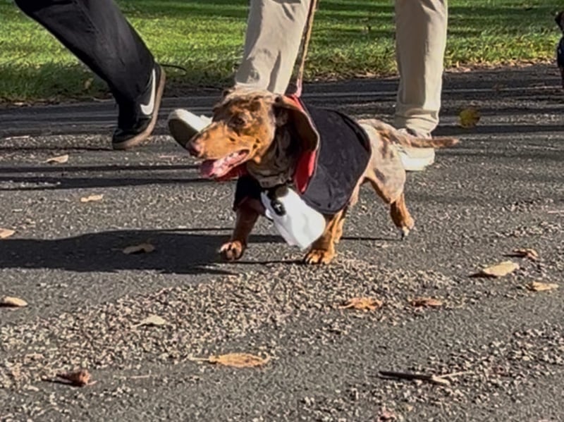 Dachshunds descended on the Quarry in Shrewsbury once again