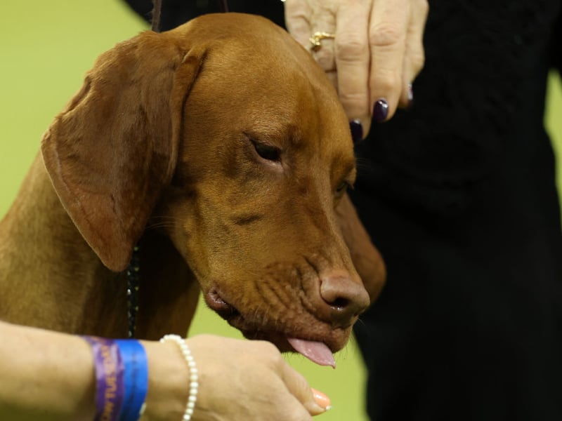 The silky Vizsla is the fourth most expensive dog to insure, averaging £355.78 per annum.