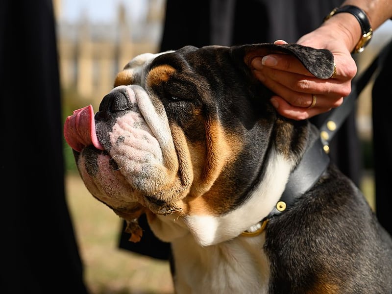 Te English Bulldog is the most expensive dog to insure, with a hefty average annual premium of £771.18