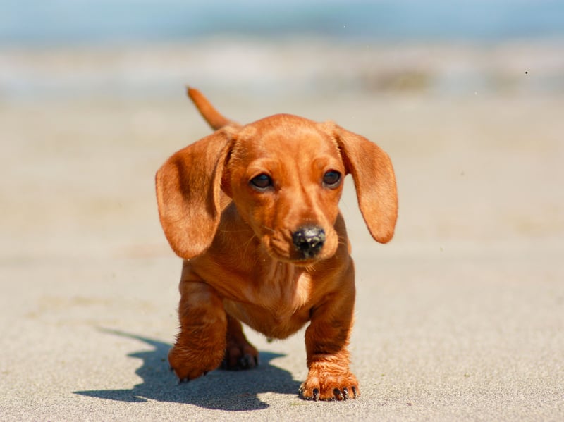 Insurance companies charge an average of £296.90 per year to cover a Miniature Short Haired Dachshund.