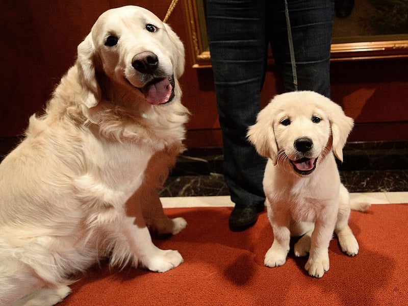 Completing our list of the most expensive dogs to insure is the Golden Retriever, which costs an average of £278.72 a year.
