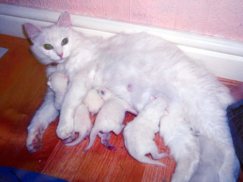 Rosey Dawson from Doncaster South Yorkshire whose cat Princess has had kittens under the floorboards of their kitchen causing a £1000 bill.