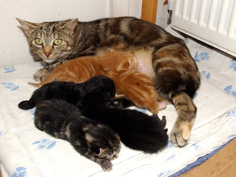 21/7/2004. 

Tabby cat Gemma with her five surviving kittens. Marilyn Haslehurst, of Harwoth Cat Rescue, is caring for them.



