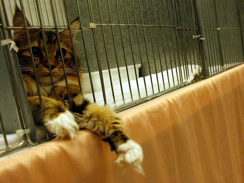 Paws for thought....for this contestant at the Northern Cat show held at The Dome Doncaster.