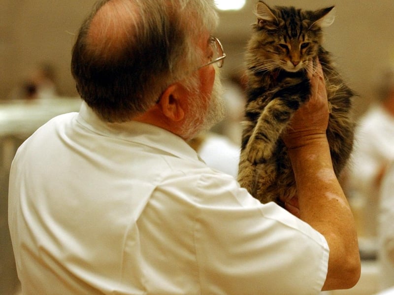 Purrfect.... Juding takes place at the Northern cat show held at The Dome Doncaster
Sat 25th Oct 2003.