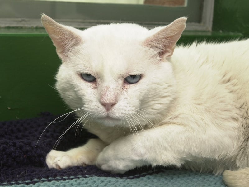 Pictured at   the Doncaster RSPCA centre, Bawtry Road, where  cat  Frankie age 4 years is homeless.