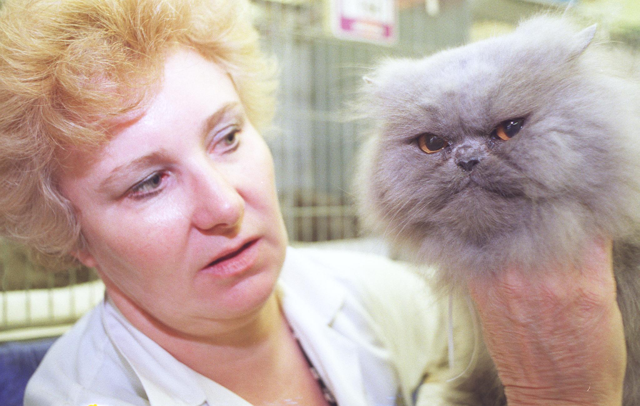 
The Yorkshire County Cat Club 70th championship show at Doncaster racecourse, sat 31st october. Steward Sue Alcock with Dynabeth Georgian Jubilee, a blue Persin cat that at 14 years old is the oldest in the show and possibly the eldest cat shown at the show to date.