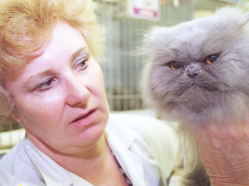 
The Yorkshire County Cat Club 70th championship show at Doncaster racecourse, sat 31st october. Steward Sue Alcock with Dynabeth Georgian Jubilee, a blue Persin cat that at 14 years old is the oldest in the show and possibly the eldest cat shown at the show to date.