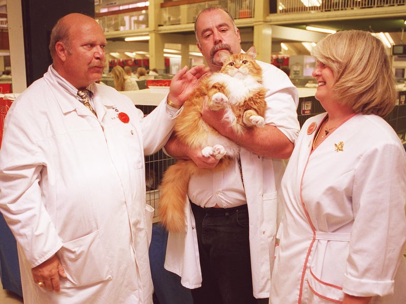 
The Yorkshire County Cat Club 70th championship show at Doncaster racecourse, sat 31st october. Steward Trevor Metham, centre with a red Maine coon cat, with judges Steven and Carol Lawson who swapped the warm weather of  Sarasota, Florida to judge the show. Steven Lawson is also the president of the American cat fanciers assocciation.