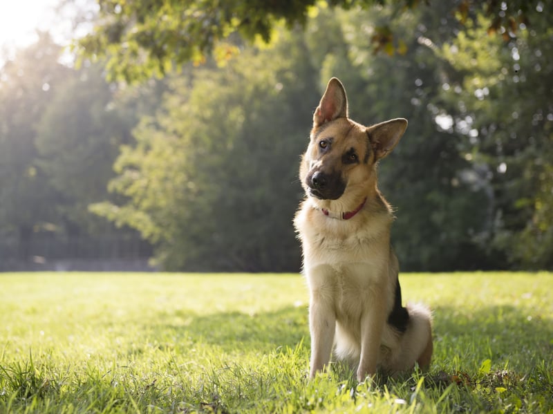 The top five most expensive dogs to insure is completed by the German Shepherd, with an average annual premium of £328.90.