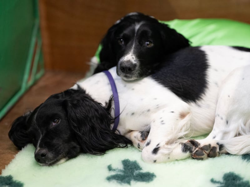 Insuring an English Springer Spaniel costs an average of £299.83 a year.