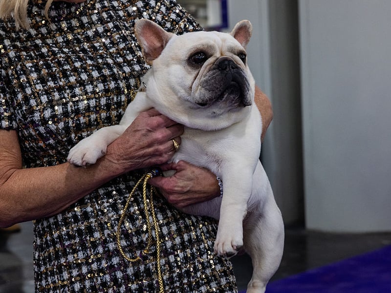Expect to pay £620.78 a year to insure your Frenchie.