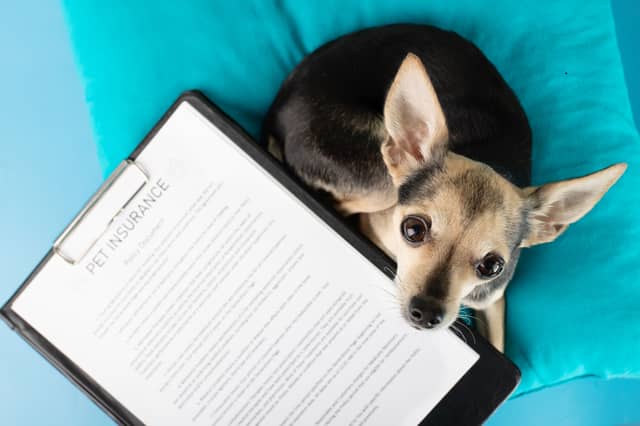 Different breeds of dog command very different prices to insure.