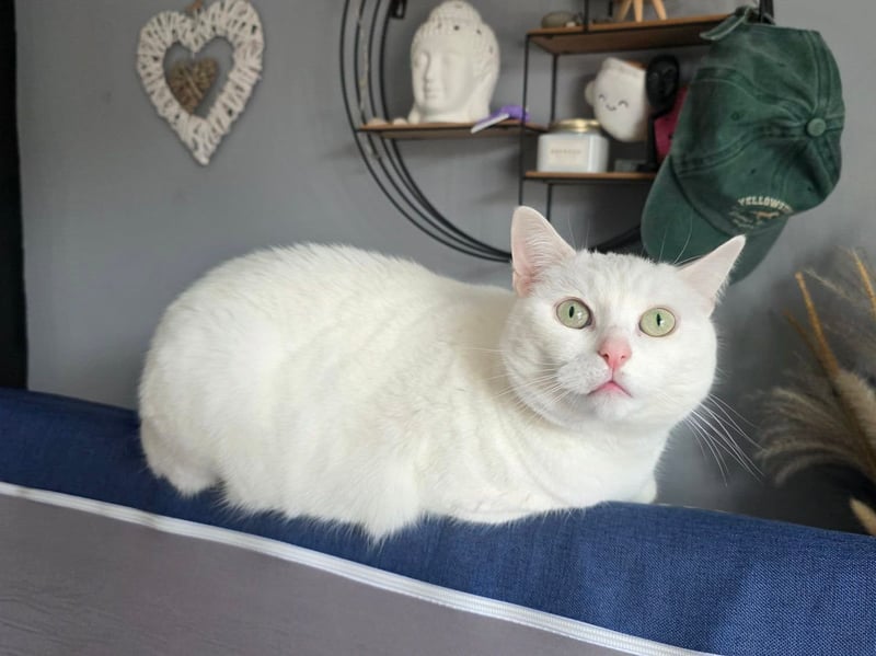 Ahsoka the white cat.