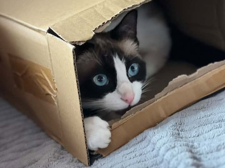 Ann Louise Jenkins said: "My friends cat Bertie, is so naughty but cute."