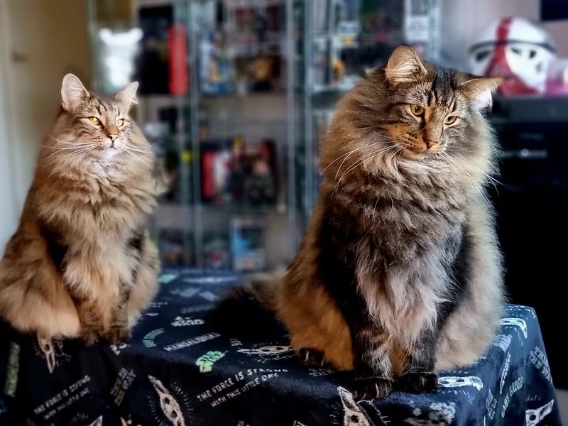 Adrian John Lithgow said: "This is Leia and Chewie. They are Norwegian forest Cat's."
