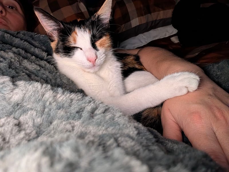 Sabrina Beecher said: "Cali the Calico, mum was feral, couldn't leave Cali on the streets (mum now spayed)."