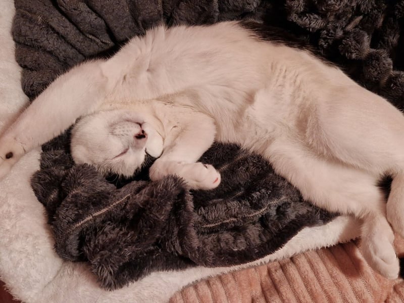 Tina Lavine shared this photo of Timothy.