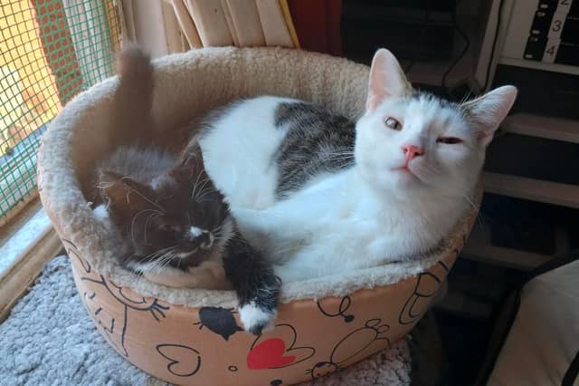 Tresa Morgan said: "May I present HRH Fiona Frecklefoot (L) and Zeke, AKA "Squeaky Zekey" (R)"