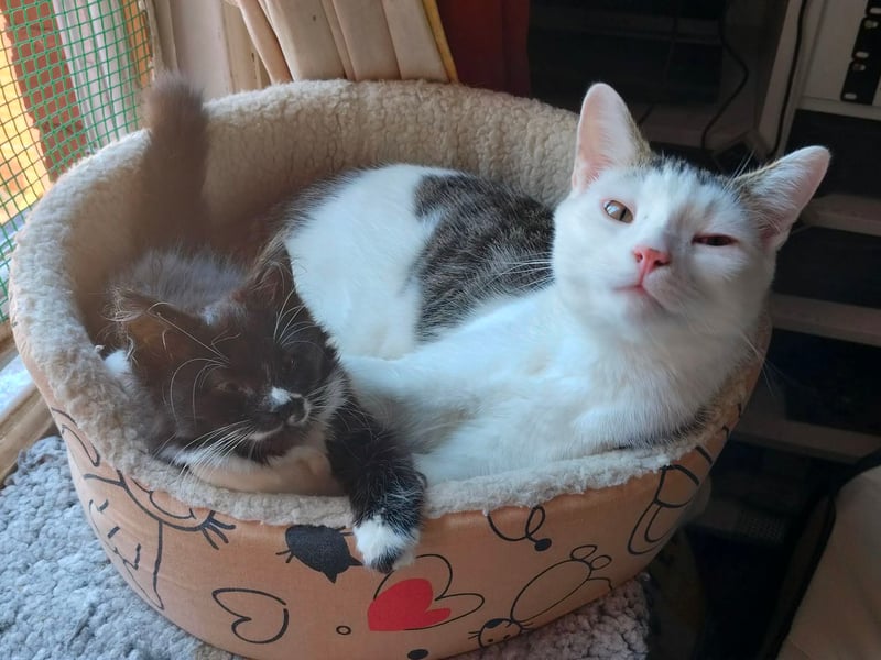 Tresa Morgan said: "May I present HRH Fiona Frecklefoot (L) and Zeke, AKA "Squeaky Zekey" (R)"