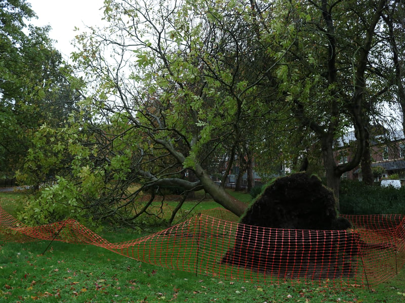This was the scene in Clifton Park a short time ago, after a tree was brought down by Storm Boelo