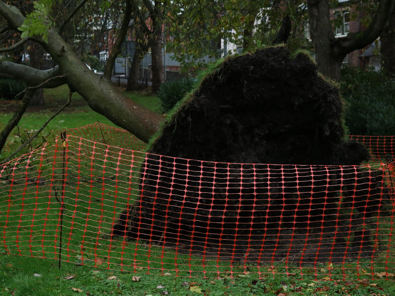 One tree was blown over in Clifton Park on Doncaster Road and remains fenced off