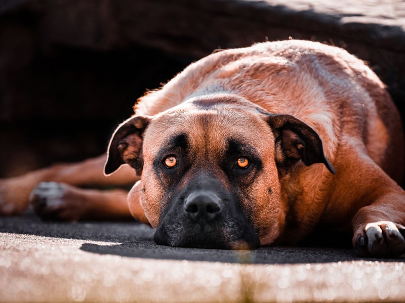 Also known as the Presa Canario, the Dogo Canario is another muscular dog banned in the UK but is a popular breed in many other countries. Originally from the Canary Islands, this dog's substantial body mass and confident working temperament contribute to its formidable strength.