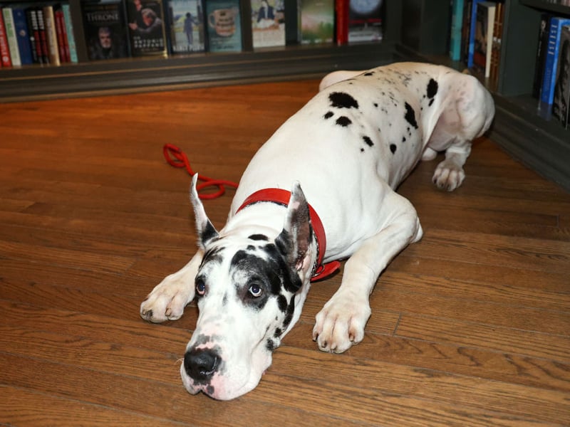 Many people think that, due to their name, the Great Dane comes from Denmark. In fact it is a German breed, that are gentle and loyal but incredibly strong - easily able to carry one-third of its own body weight.