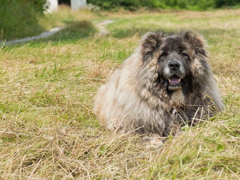 The Caucasian Shepherd is a massive livestock guardian originating from the Caucasus region. Its heavy bone structure, strong muscles, substantial jaws, and rugged constitution equip it to guard livestock in demanding environments.