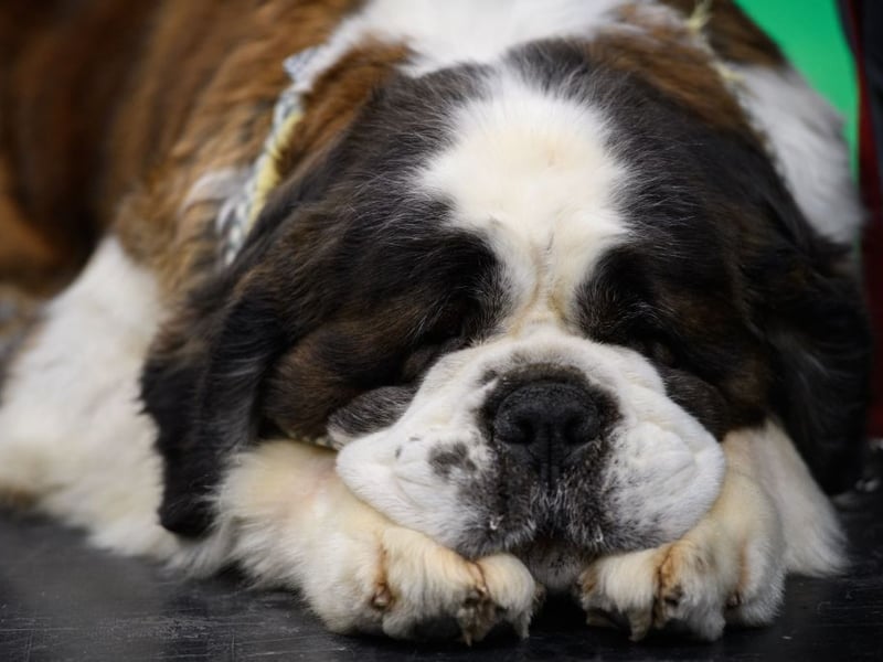 Saint Bernards are real gentle giants that sometimes don't know their own strength. The American Kennel Club recommends a strict training regime to prevent them from accidentally knocking people over.