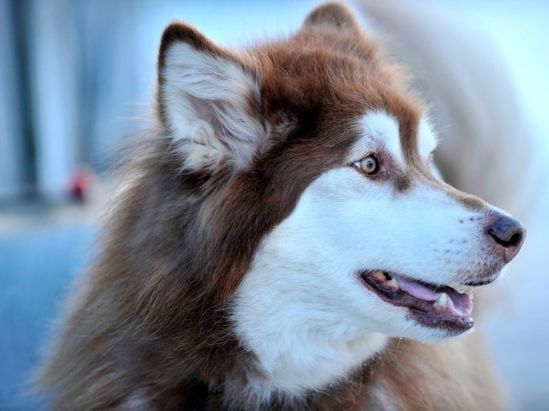 Similar in appearance to the Siberian Husky, the Alaskan Malamute also shares that breed's strength and endurance. As well as pulling sleds, this breed have also been used to hunt bears and seek out seal blowholes on Alaskan ice sheets.