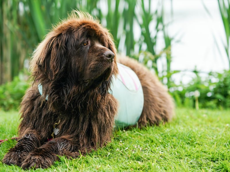 The Newfoundland is a large working dog famous for water rescue. Its powerful shoulders, strong limbs, webbed feet, and exceptional swimming ability allow it to pull people through water and perform demanding rescues.