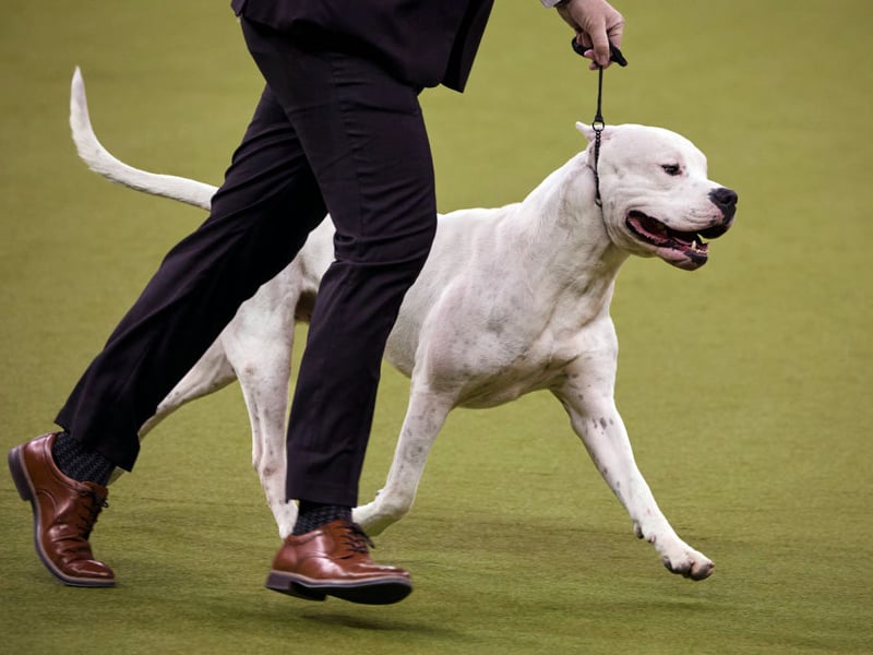 The Dogo Argentino is so strong that it was used by big-game hunters - taking on the likes of wild boar and pumas in its native Argentina. It's a breed that has been banned in Britain and is not recognised by the Royal Kennel Club.