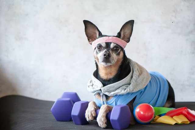 Despite appearances, the Chihuahua is NOT one of the world's strongest dogs.