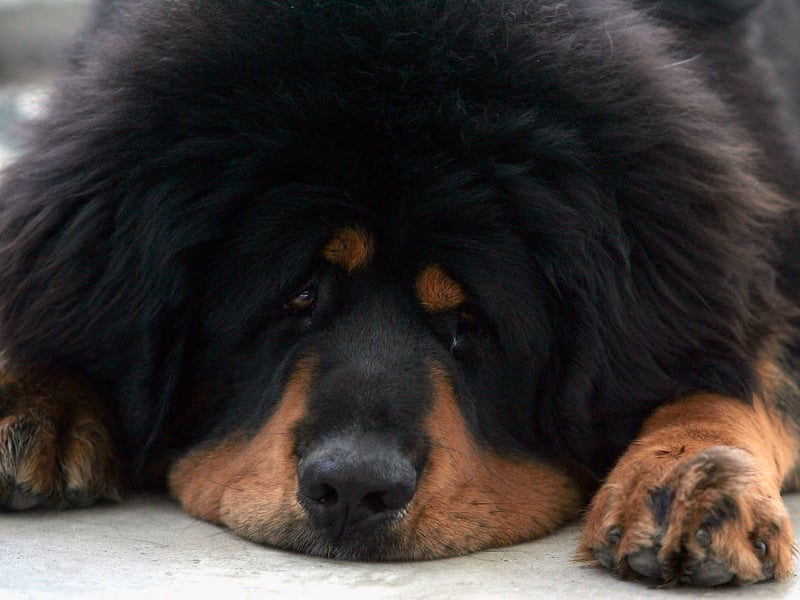 Both one of the world's most ancient breeds and one of the strongest, the Tibetan Mastiff was used to protect homes in the Himalayan region. They have a powerful physique and their bite can apply a remarkable 550 pounds of pressure.