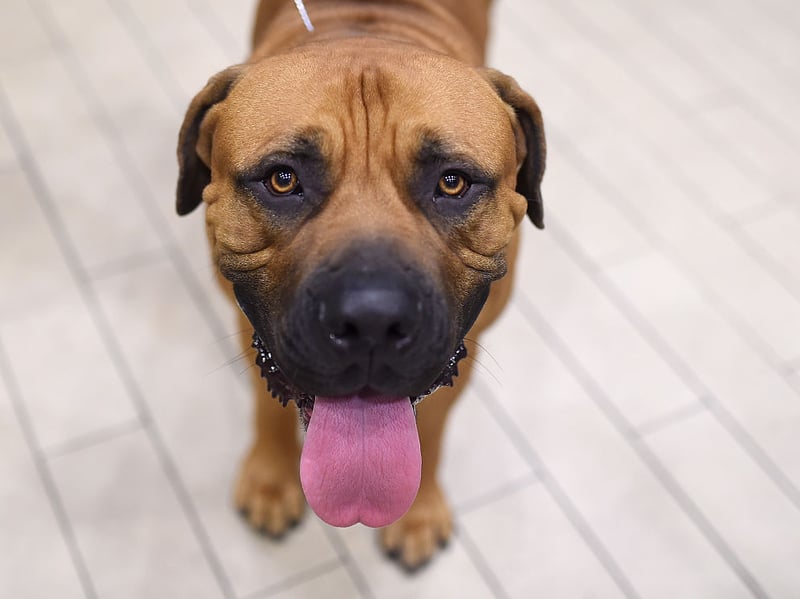 The Boerboel is a large South African guardian bred to protect farms and families. It combines considerable body weight, dense musculature, strong jaws, and athletic movement with remarkable physical power.