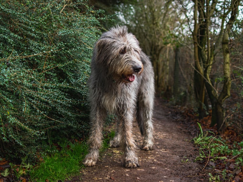 Another breed of hunting dog, the Irish Wolfhound, as its name would suggest, was capable of bettering wolves - as well as deer and boar. As well as being strong, they also hold the title of the world's tallest dog.