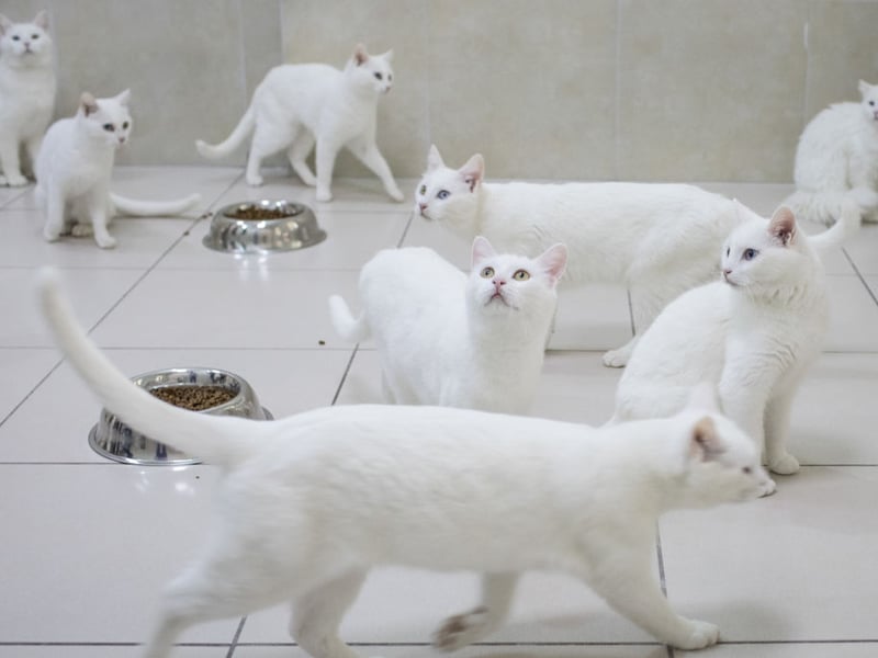 If you're looking for a cat to cuddle up with on the couch with for hours then the Turkish Van probably isn't the breed for you. These cats are very independent and can become possessive of their personal space. Some actively dislike being handled, responding first by swatting their paws, and then by biting and scratching.