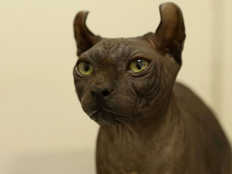 First introduced to Europe by the Italian royal family in the 1950s, Egyptian Maus are extremely wary of unfamiliar people. If they get frightened they often react defensively with scratching and biting. Overstimulation of this breed can also lead to aggression. Handle with care.