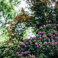 Armagh Gardening Club meet this week