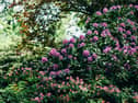 Armagh Gardening Club to meet this week.