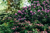 Armagh Gardening Club to meet this week.