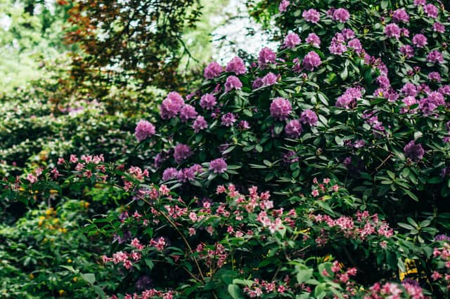 Armagh Gardening Club to meet this week.