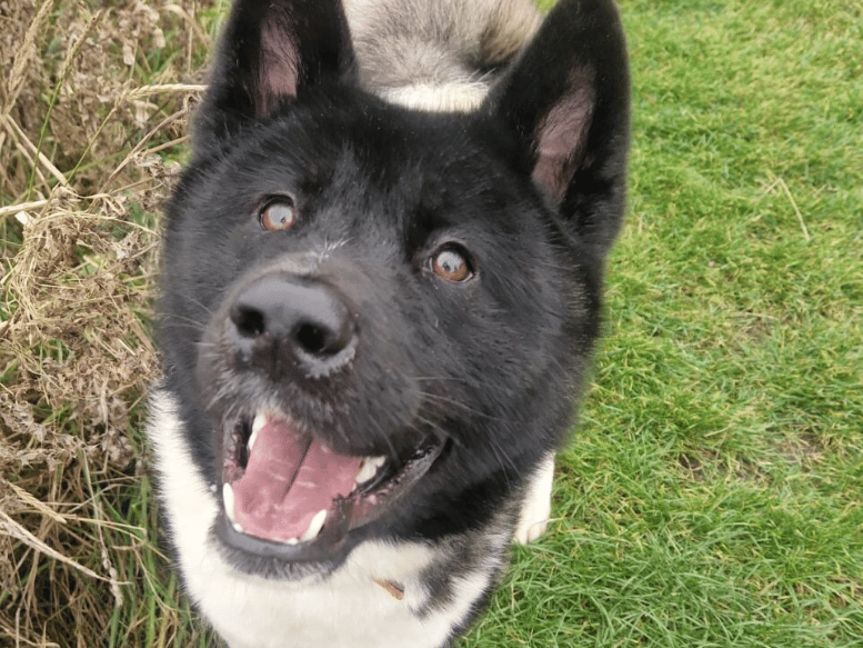 Andy is beautiful gentleman, both inside and out. He is a typical Akita and can be aloof with strangers initially, but is a super friendly lad once he’s gotten to know you. Once Andy is comfortable with you, he quickly shows his playful side and loves to spend time with his human friends. He loves being made a fuss of and getting out and about for his walks and playtime.